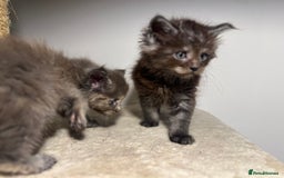 Maine Coon cats for sale: Main coon kittens  - Image 7