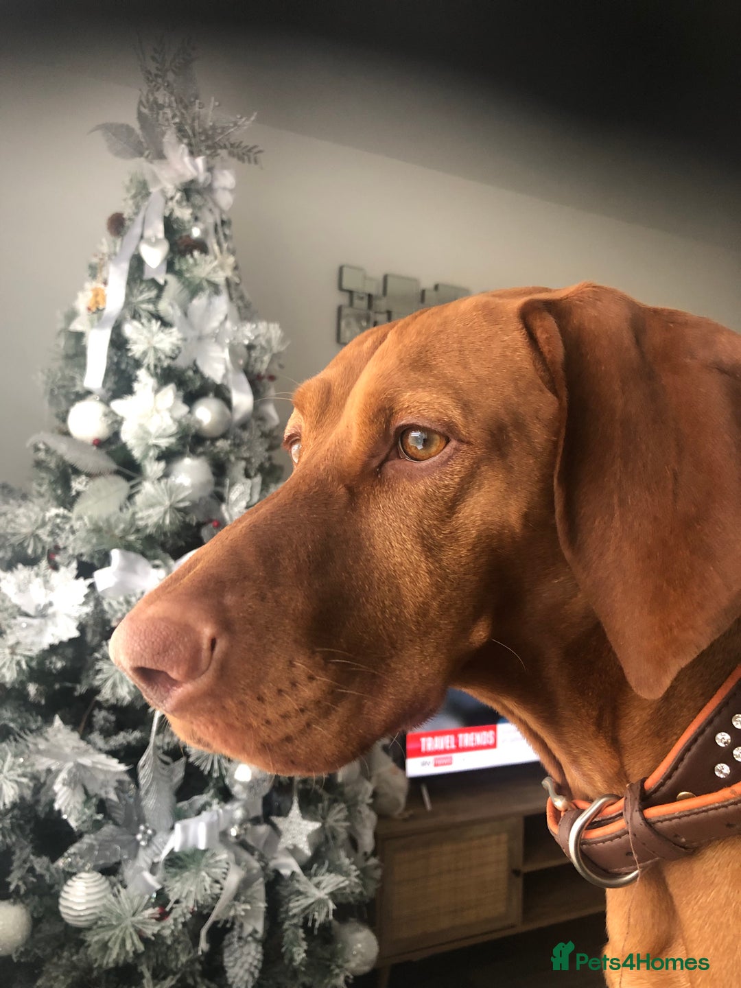 Hungarian Vizsla dogs for sale: KC Hungarian Vizsla puppy - Advert 1