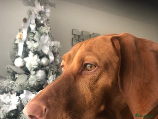 Hungarian Vizsla dogs KC Hungarian Vizsla - Advert 3