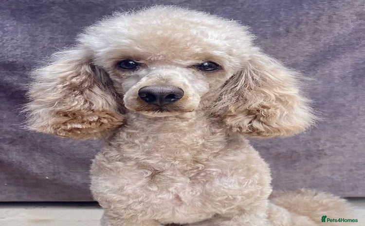 Poodle dogs in Southminster - Advert 1