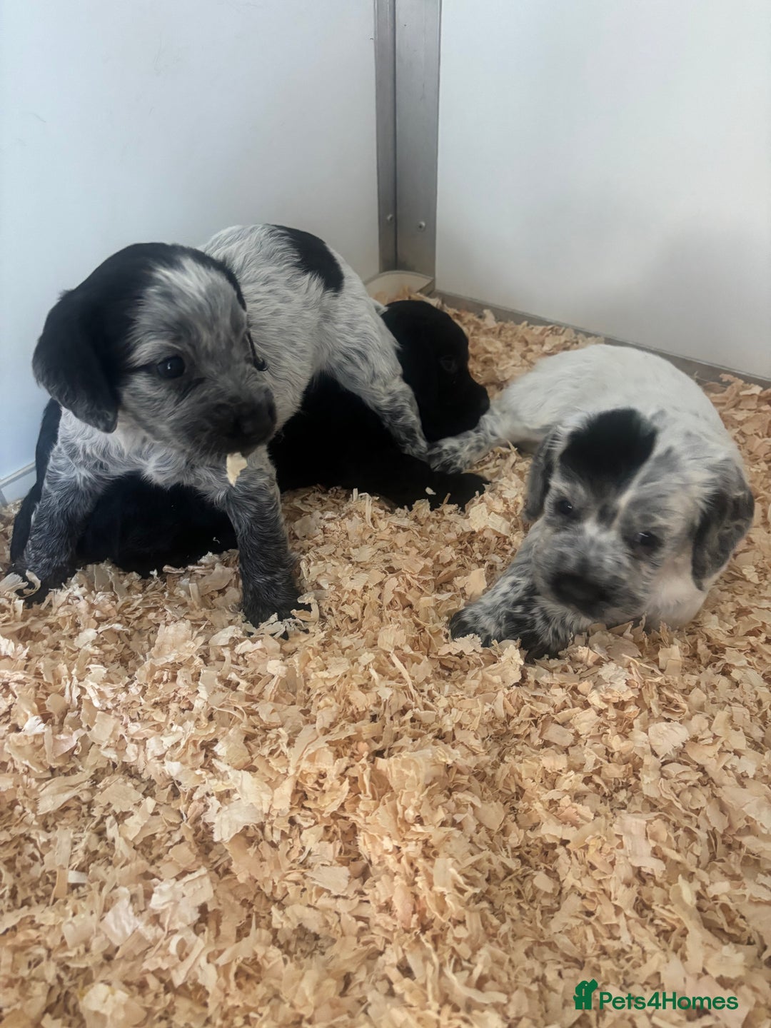 Cocker Spaniel dogs for sale: Cocker spaniel puppies  - Image 6