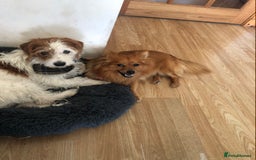 Mixed Breed dogs for sale: German spitz x jackapoo pups  - Image 6