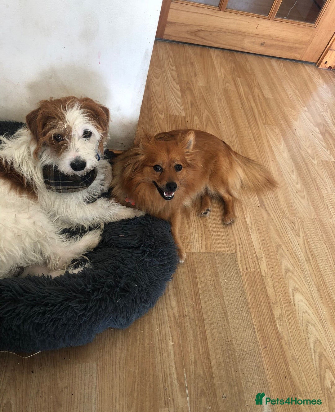 Mixed Breed dogs for sale: German spitz x jackapoo pups  - Image 6