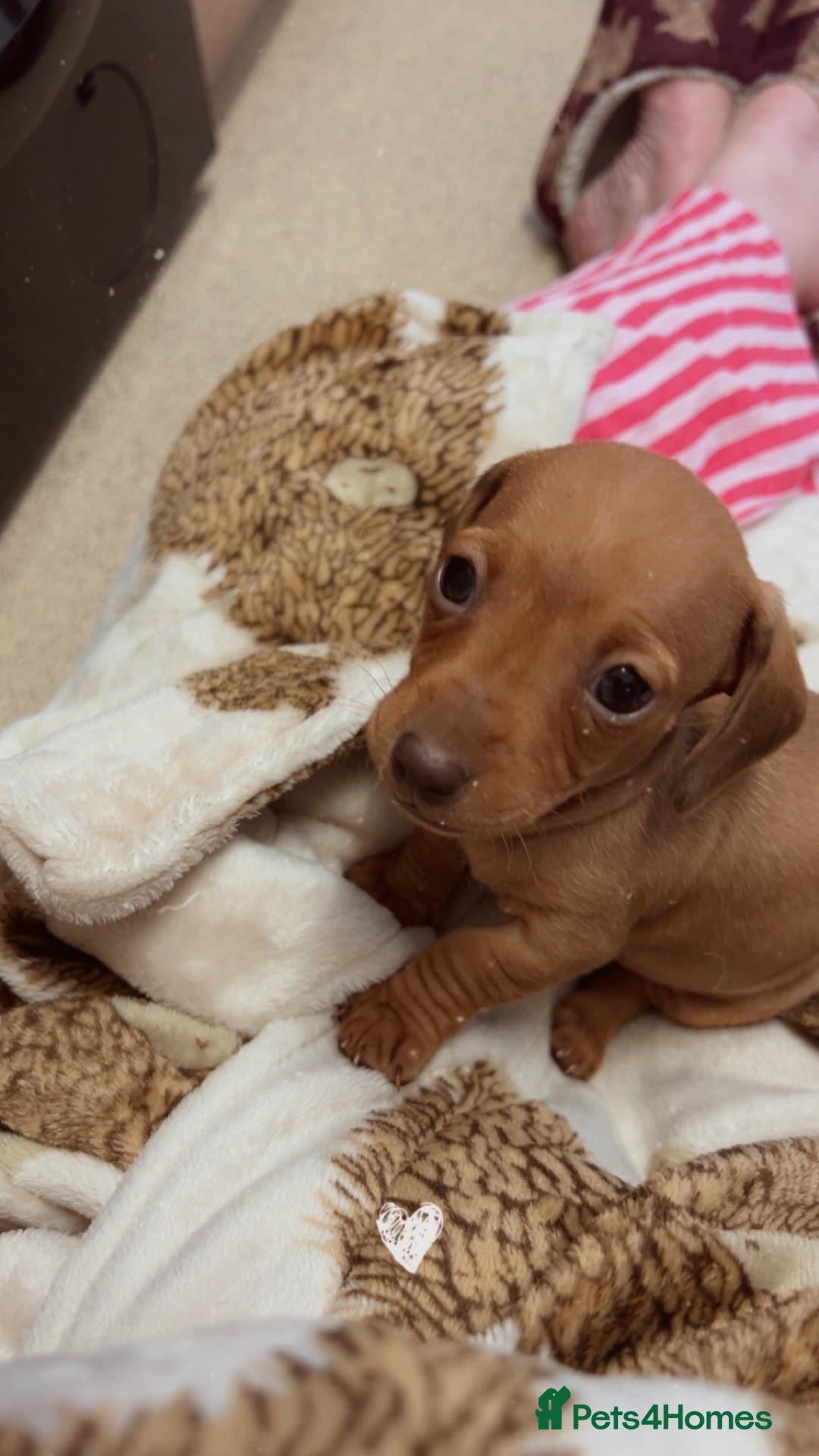 Dachshund dogs for sale: Male puppy  - Advert 1
