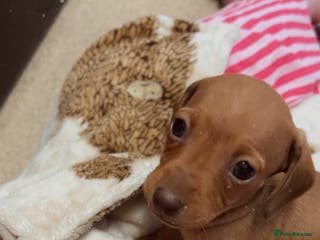 Dachshund dogs Male puppy - Advert 1