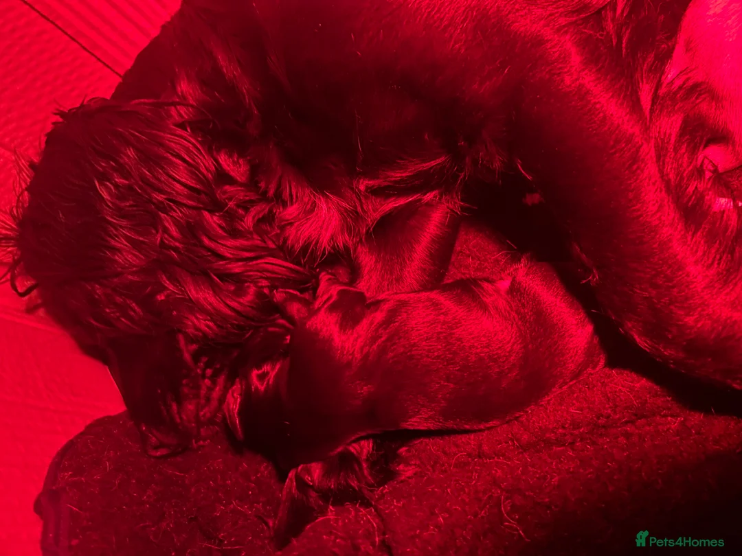 Cocker Spaniel dogs for sale: Working cocker spaniel pups in Richmond - Advert 9