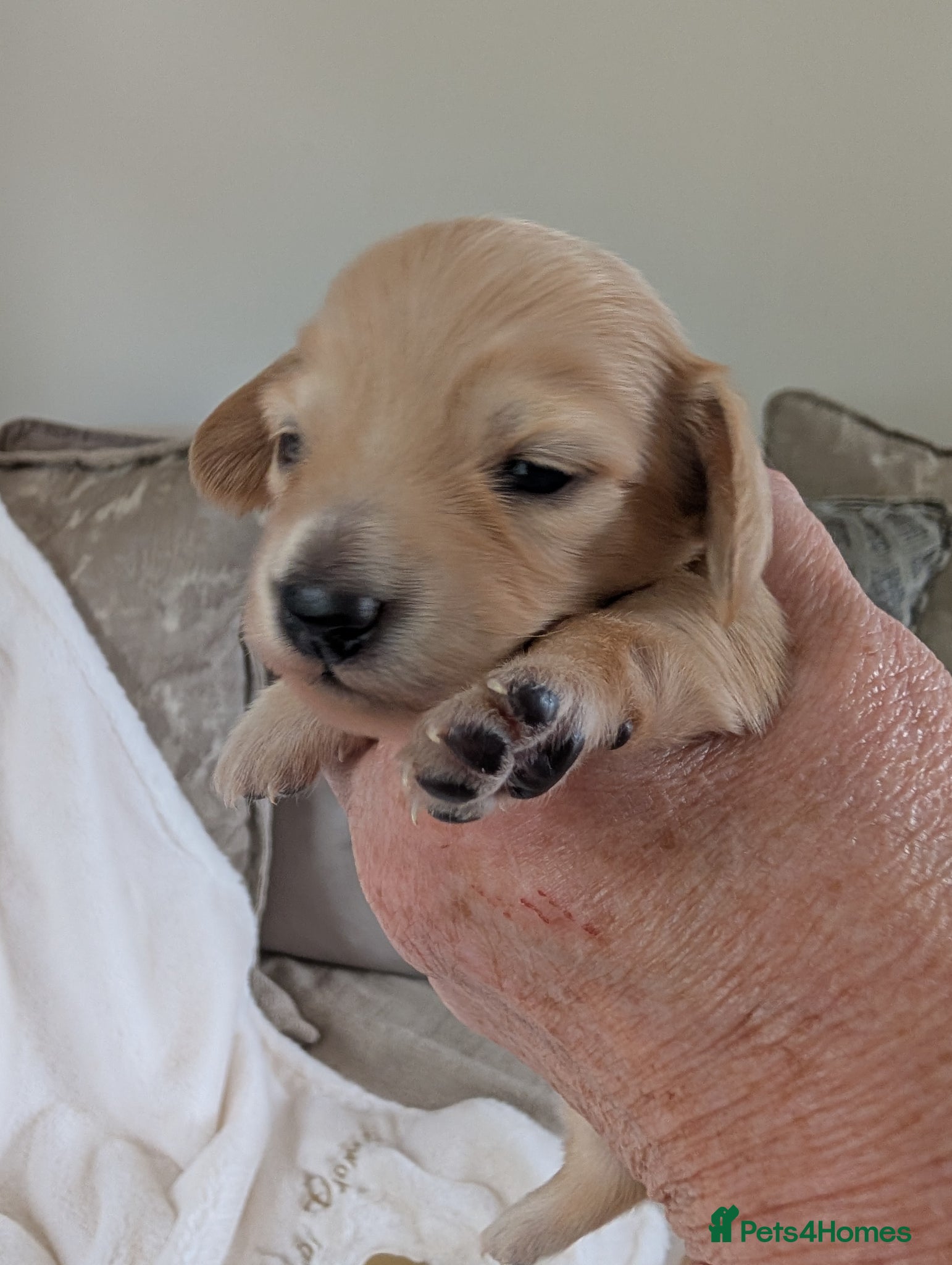 Miniature Dachshund dogs Stunning LH pra clear MD - Advert 2