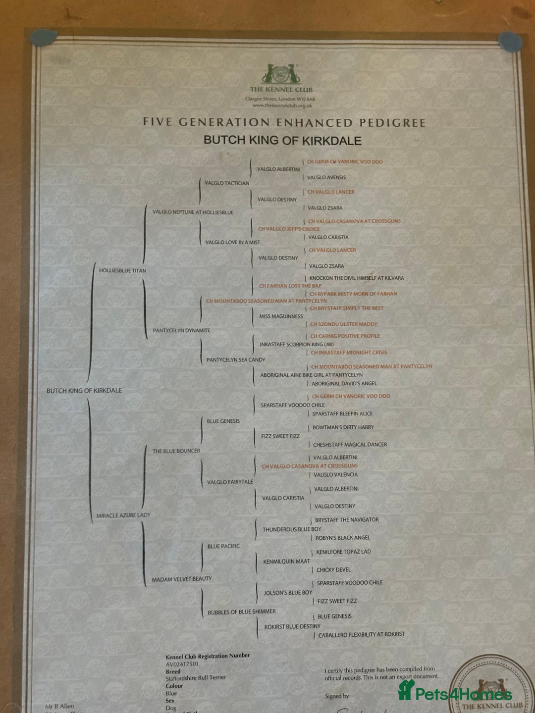 Staffordshire Bull Terrier dogs for stud: Butch King of Kirkdale Pedigree Stud - Advert 6