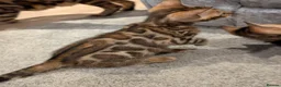 Bengal cats for sale: 🔥✨Pedigree TICA-Registered Bengals - Advert 21