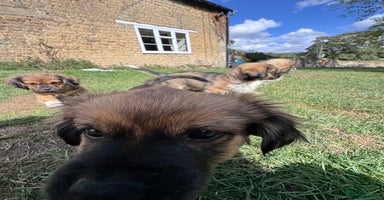 Mixed Breed dogs - Advert 6
