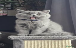 British Shorthair cats for sale: (READY NOW) Show Quality Champions 🥇🏆BSH GCCF - Image 26