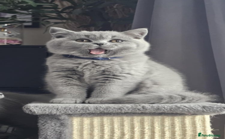 British Shorthair cats - Advert 5
