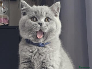 British Shorthair cats - Advert 2