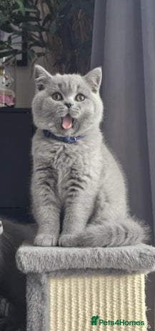 British Shorthair cats - Advert 5