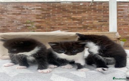 Mixed Breed cats for sale: 3 super fluffy cute kittens  - Image 22