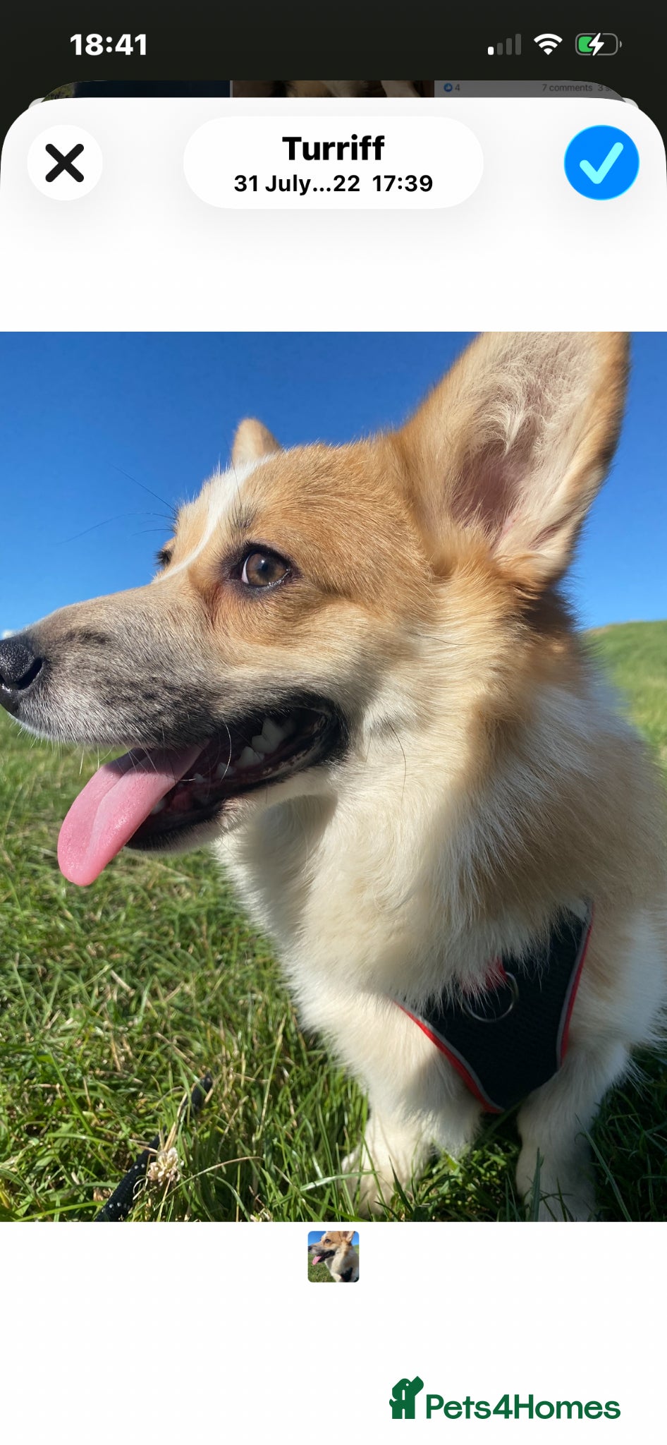 Welsh Corgi Pembroke dogs Welsh Pembroke corgi - Advert 11