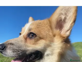 Welsh Corgi Pembroke dogs Welsh Pembroke corgi - Advert 11