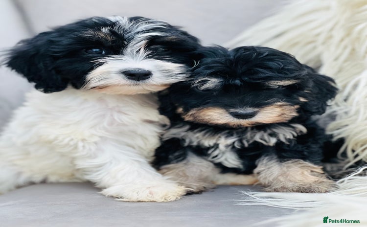 Cavapoo dogs - Advert 1