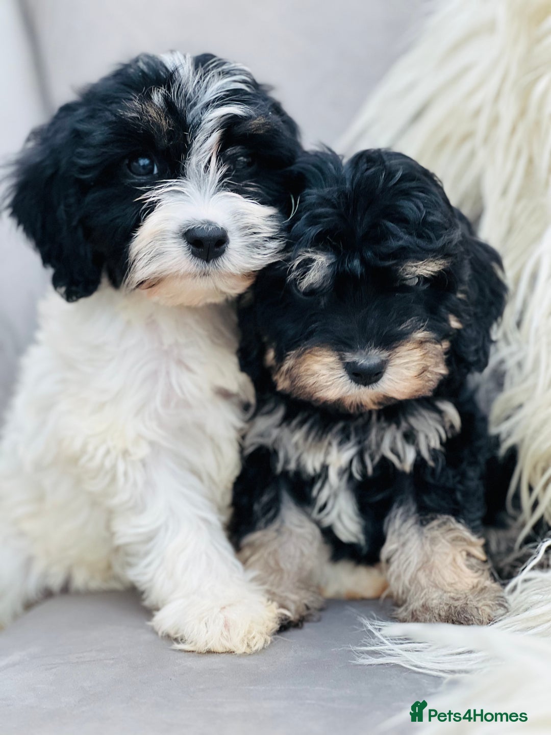 Cavapoo dogs for sale: Cavapoo female puppy - health tested - Image 1