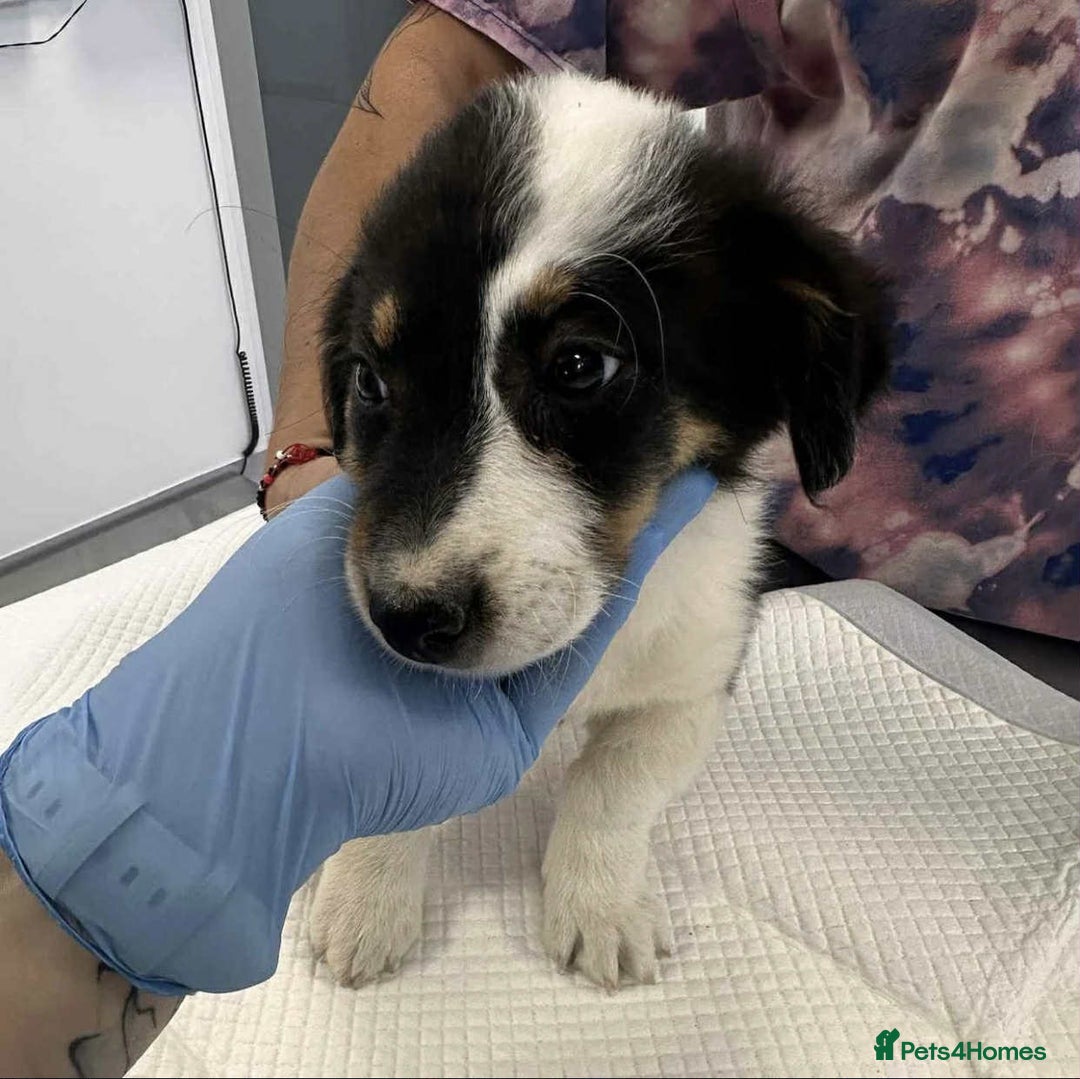 Mixed Breed dogs for adoption: 🥦Broccoli🥦 for adoption, coming into BUCKS - Image 3