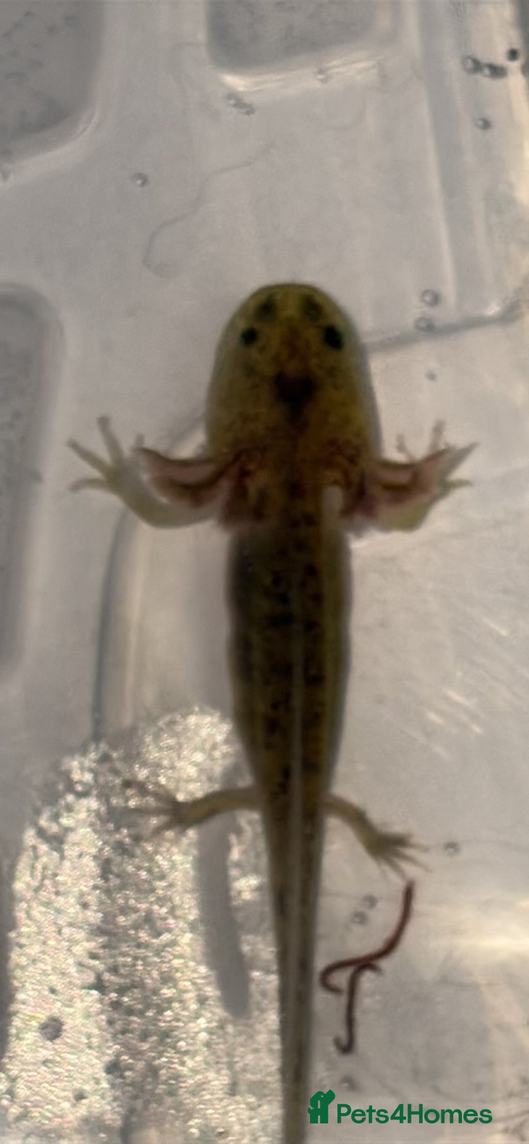 Axolotl reptiles for sale: Juvenile axolotl  - Advert 6