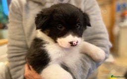 Border Collie dogs for sale: Litter 2 Blue Merles 1 Black and White collie pups - Image 7