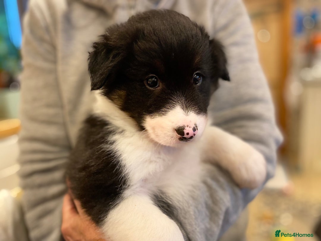 Border Collie dogs for sale: Litter 2 Blue Merles 1 Black and White collie pups - Image 7