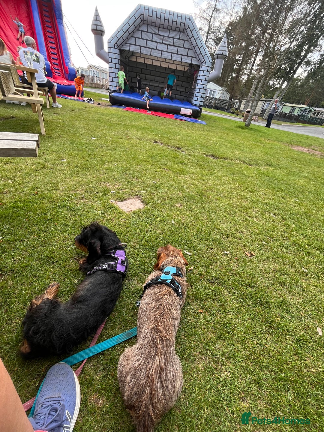 Dachshund dogs for sale: Wirehaired dachshund puppies  - Advert 8