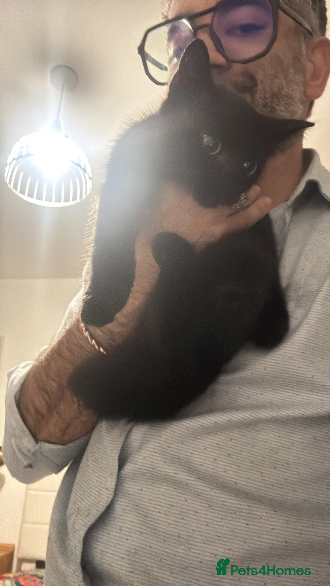 Mixed Breed cats for sale: Black boy  - Advert 2