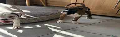 Boxer 5
