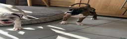 Boxer dogs for sale: boxer puppies for sale ***READY TO LEAVE NOW*** - Advert 9