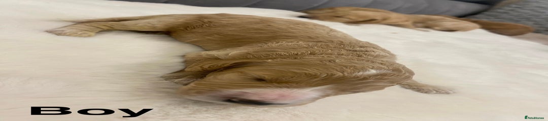 Cockapoo Puppy 3