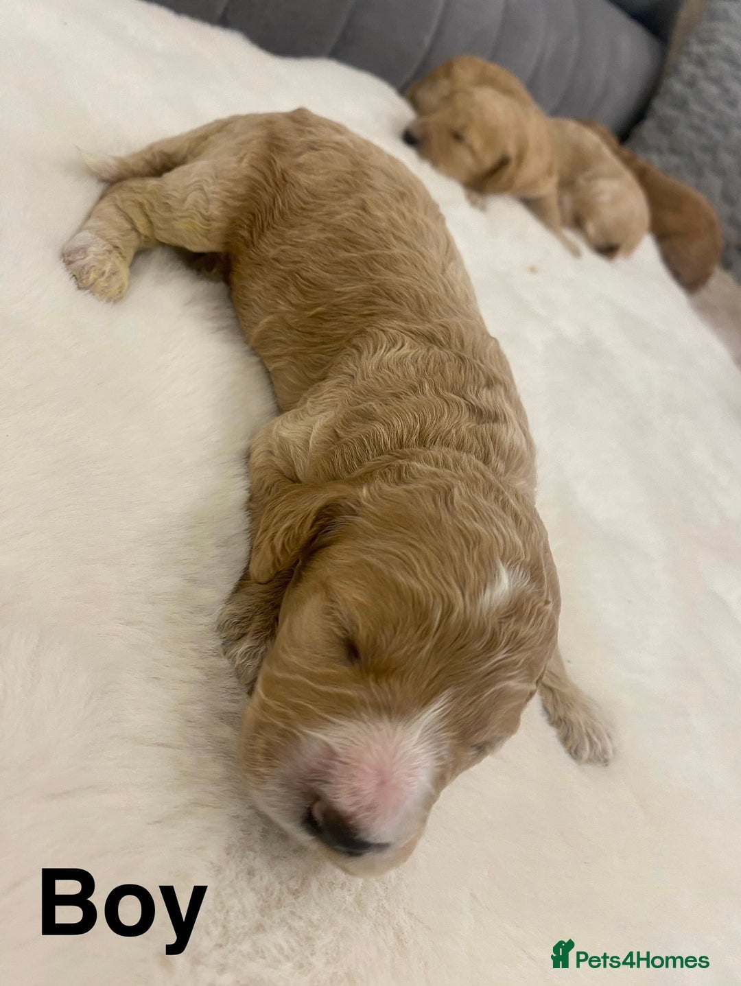 Cockapoo dogs for sale: F2 Cockapoo - Image 4