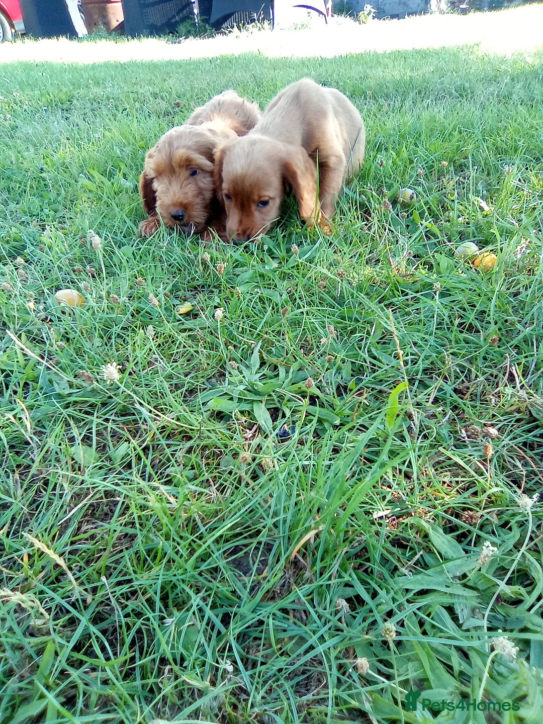 Cockapoo dogs for sale: Beautiful cockerpoo puppies  - Image 6