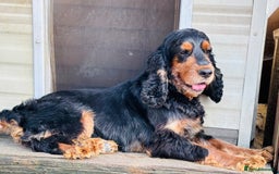 Cocker Spaniel dogs for sale: Retirement home  - Image 4