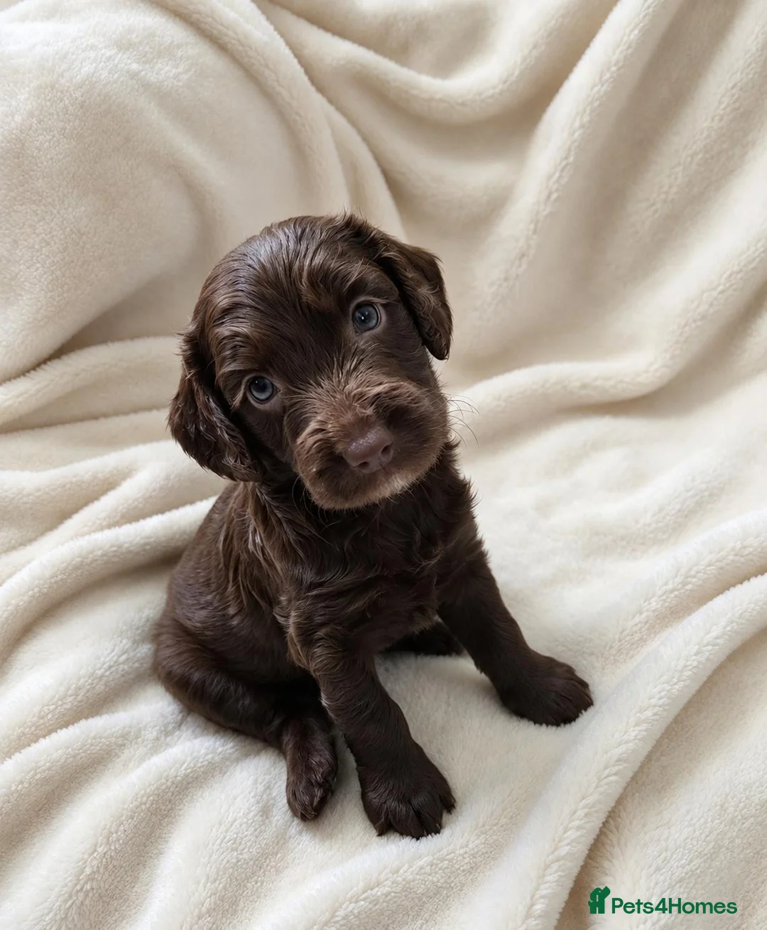 Cockapoo dogs for sale: Lovely chocolate Cockapoo puppies F2 - Advert 14