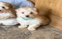 Poochon dogs for sale: Small POOCHON Puppy - Image 3