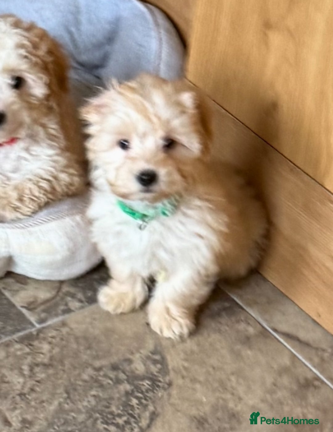 Poochon dogs for sale: Small POOCHON Puppy - Image 3