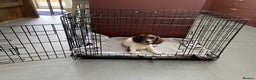 English Springer Spaniel dogs for sale: KC Registered English Springer Spaniel Female Pups - Advert 7