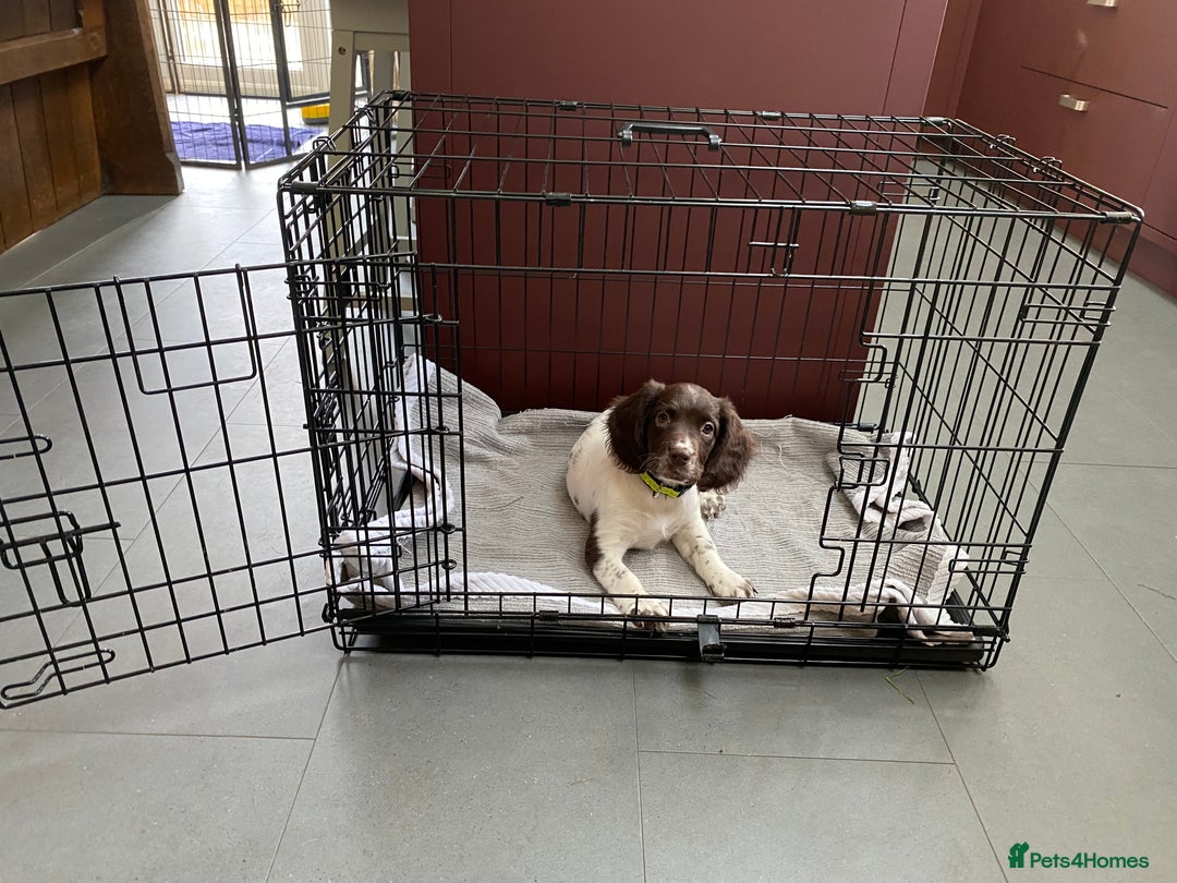 English Springer Spaniel dogs for sale: KC Registered English Springer Spaniel Female Pups - Advert 7