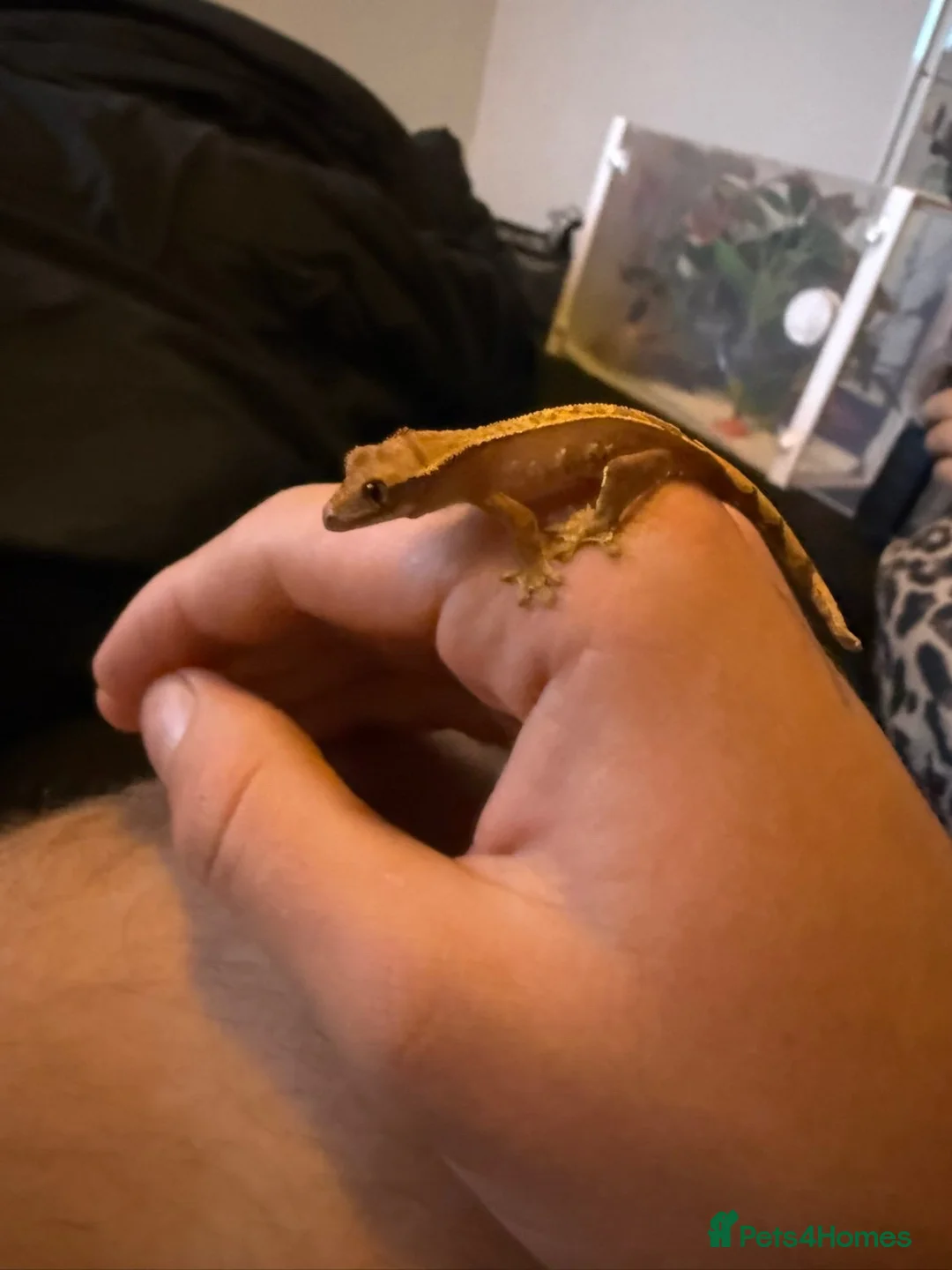 Gecko reptiles for sale: X2 baby crested gecko  in Edinburgh - Advert 3