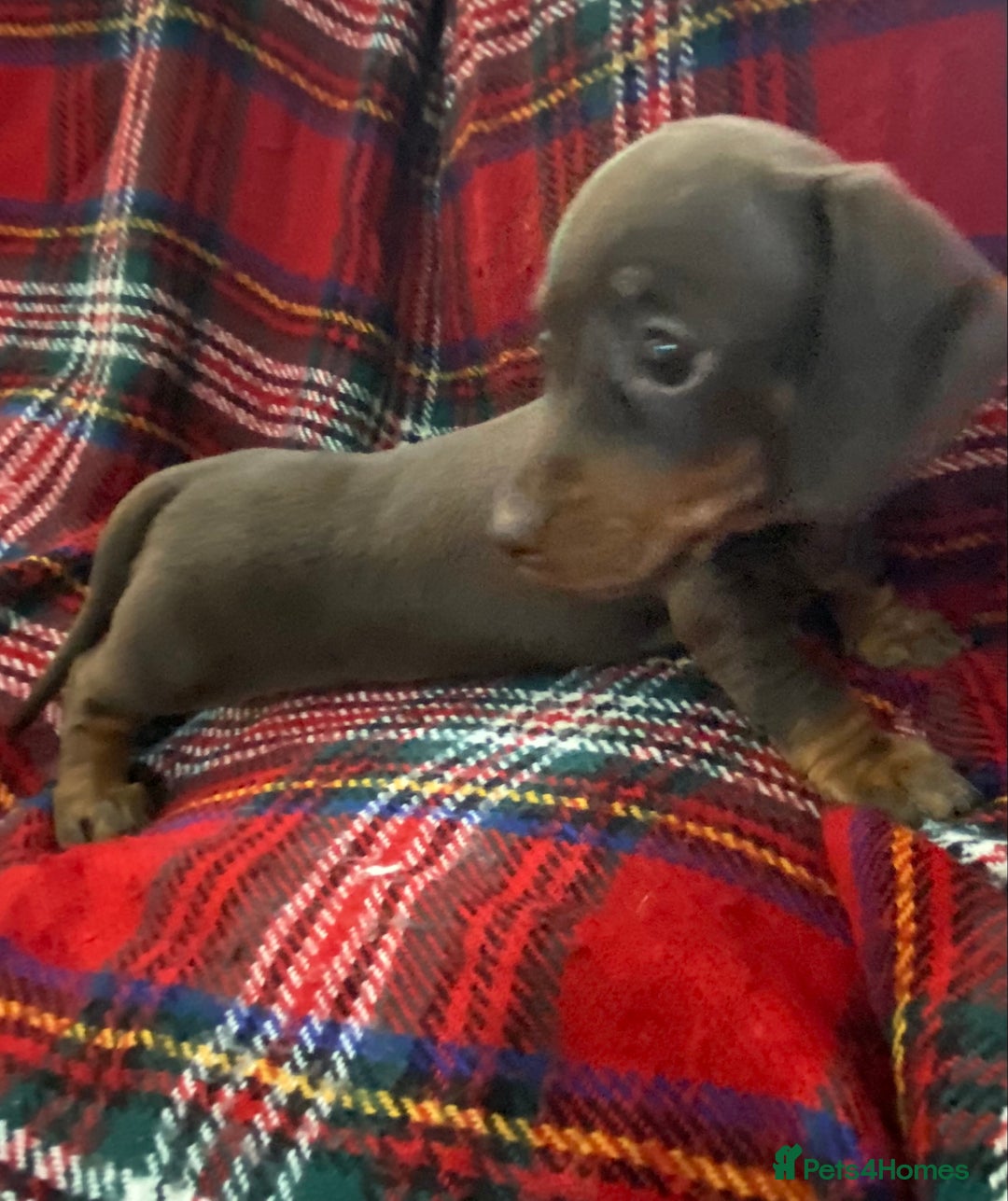 Miniature Dachshund dogs for sale: Miniature dachshund puppies (Smooth haired) - Image 4