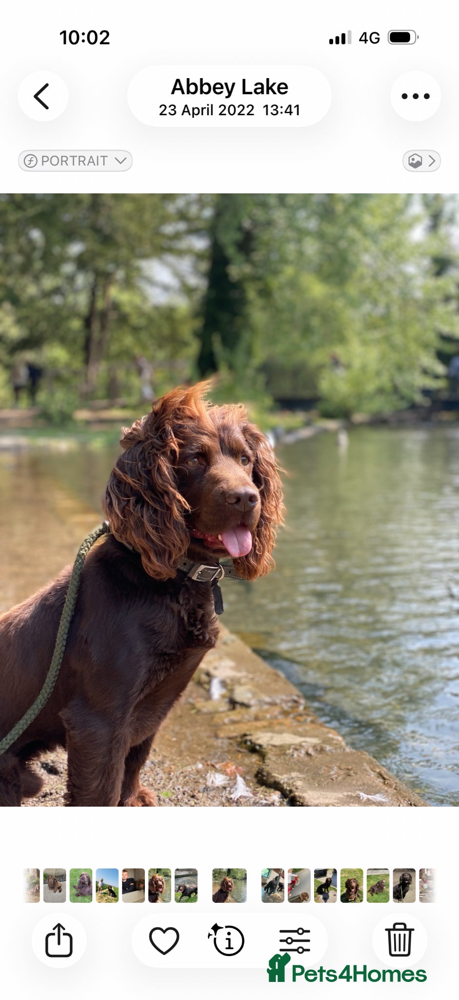 Cocker Spaniel dogs Cocker spaniel stud - Advert 3