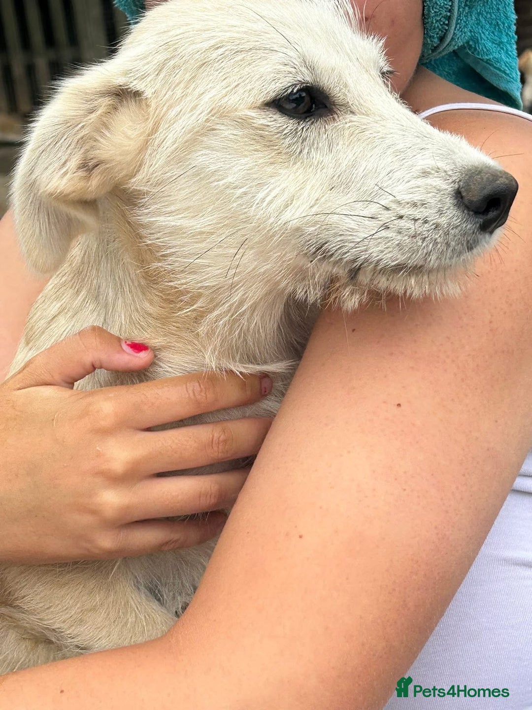 Mixed Breed dogs for adoption: Fern - Hingham Norfolk  - Image 7