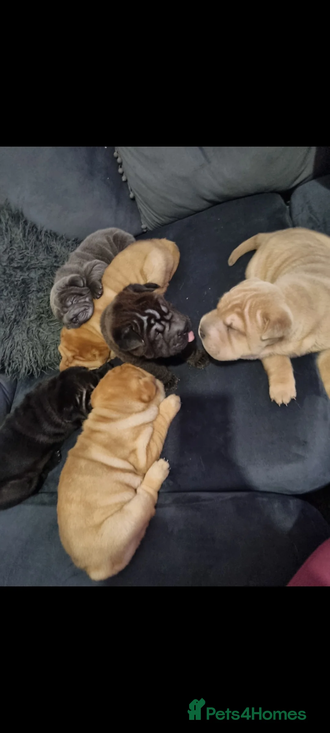Shar Pei dogs for sale: Puppy for sale  - Advert 9