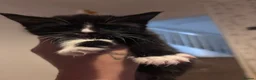 Mixed Breed cats for sale: Gorgeous little Ones.  - Advert 13
