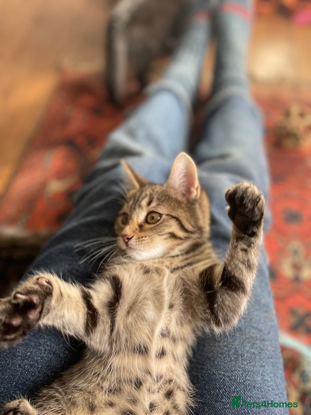 Domestic Shorthair cats for adoption: 12 week old female kitten pair  - Image 1