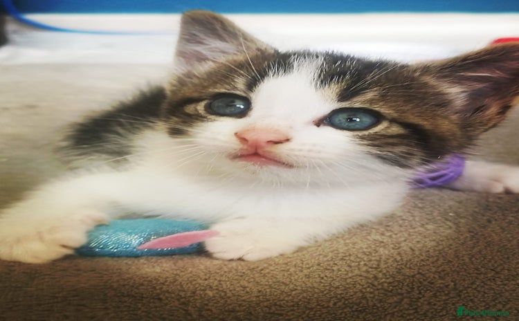 Mixed Breed cats - Advert 3