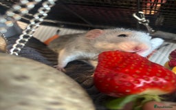 Rat rodents for sale: 3 male rats and massive amount of accessories  - Image 7