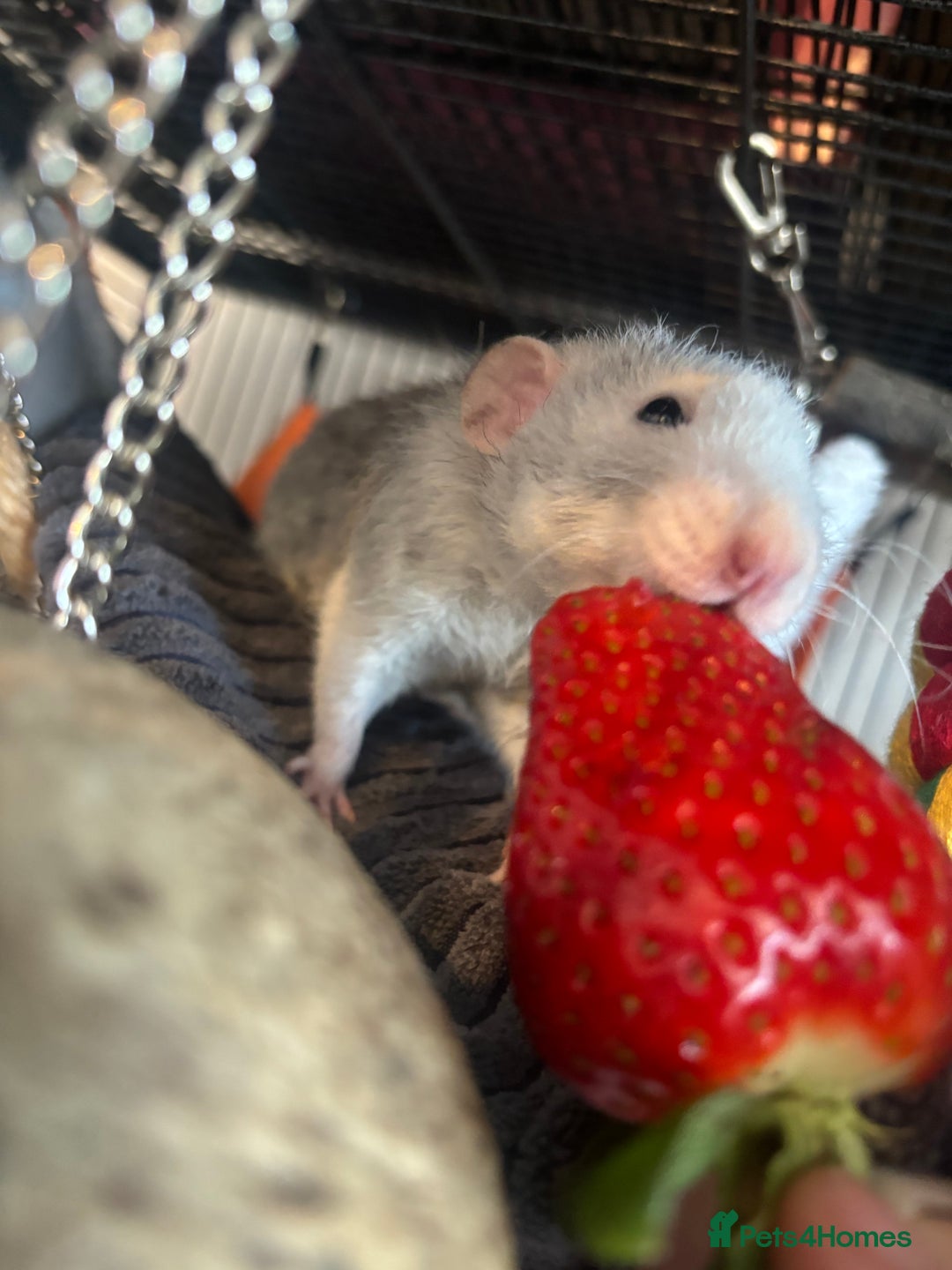 Rat rodents for sale: 3 male rats and massive amount of accessories  - Image 7